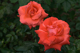 Bernhard Saalfeld - DSC02975 -1